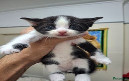 Asian cats for sale: Kittens  - Image 5