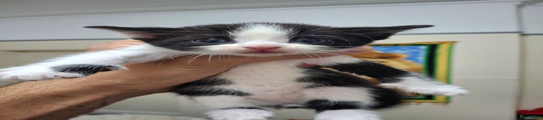 Asian Kitten 2