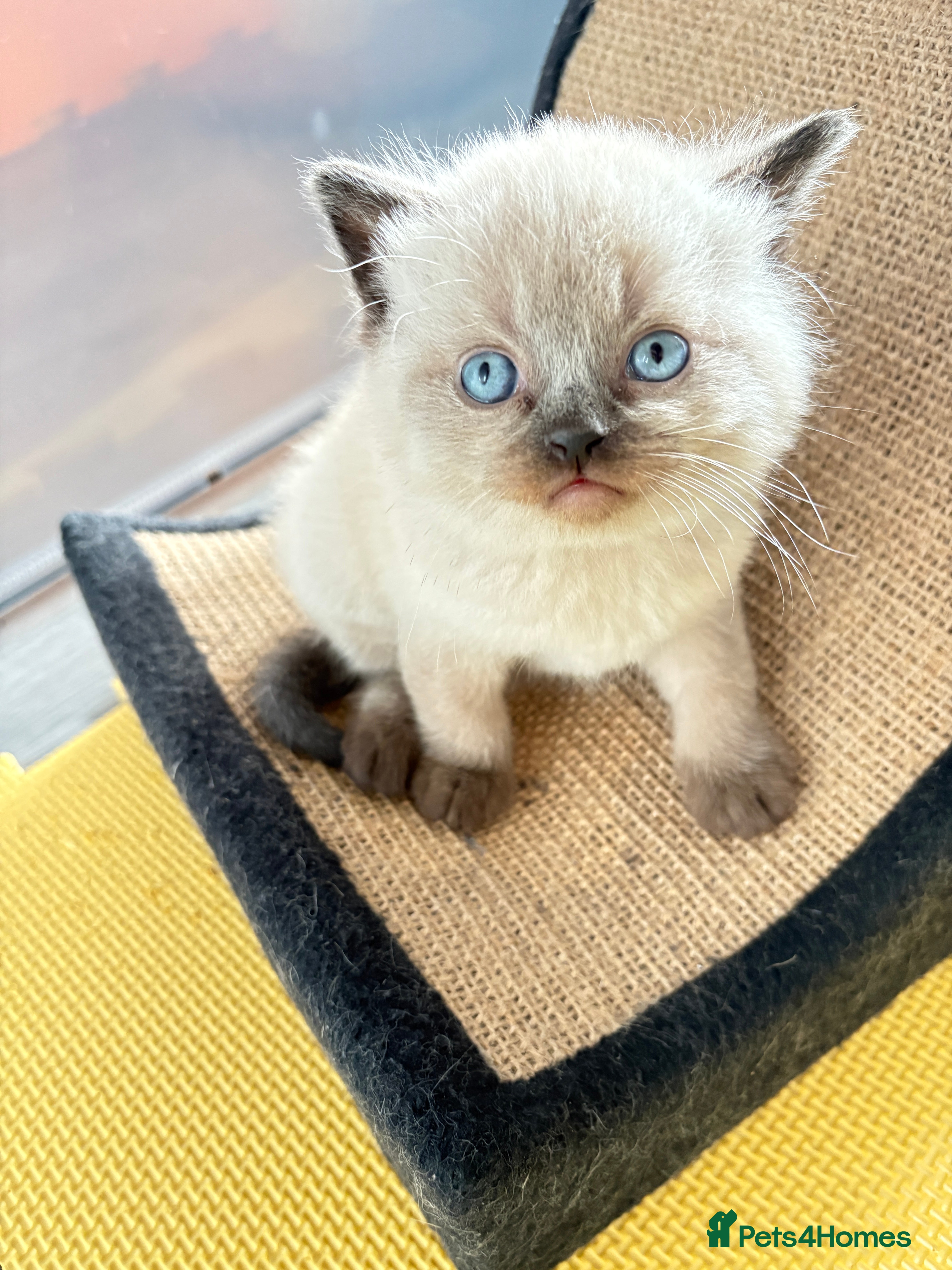 British Shorthair cats Beautiful GCCF Registered MultiColoured BSH kitte  - Advert 5