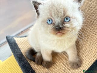 British Shorthair cats Beautiful GCCF Registered MultiColoured BSH kitte - Advert 12