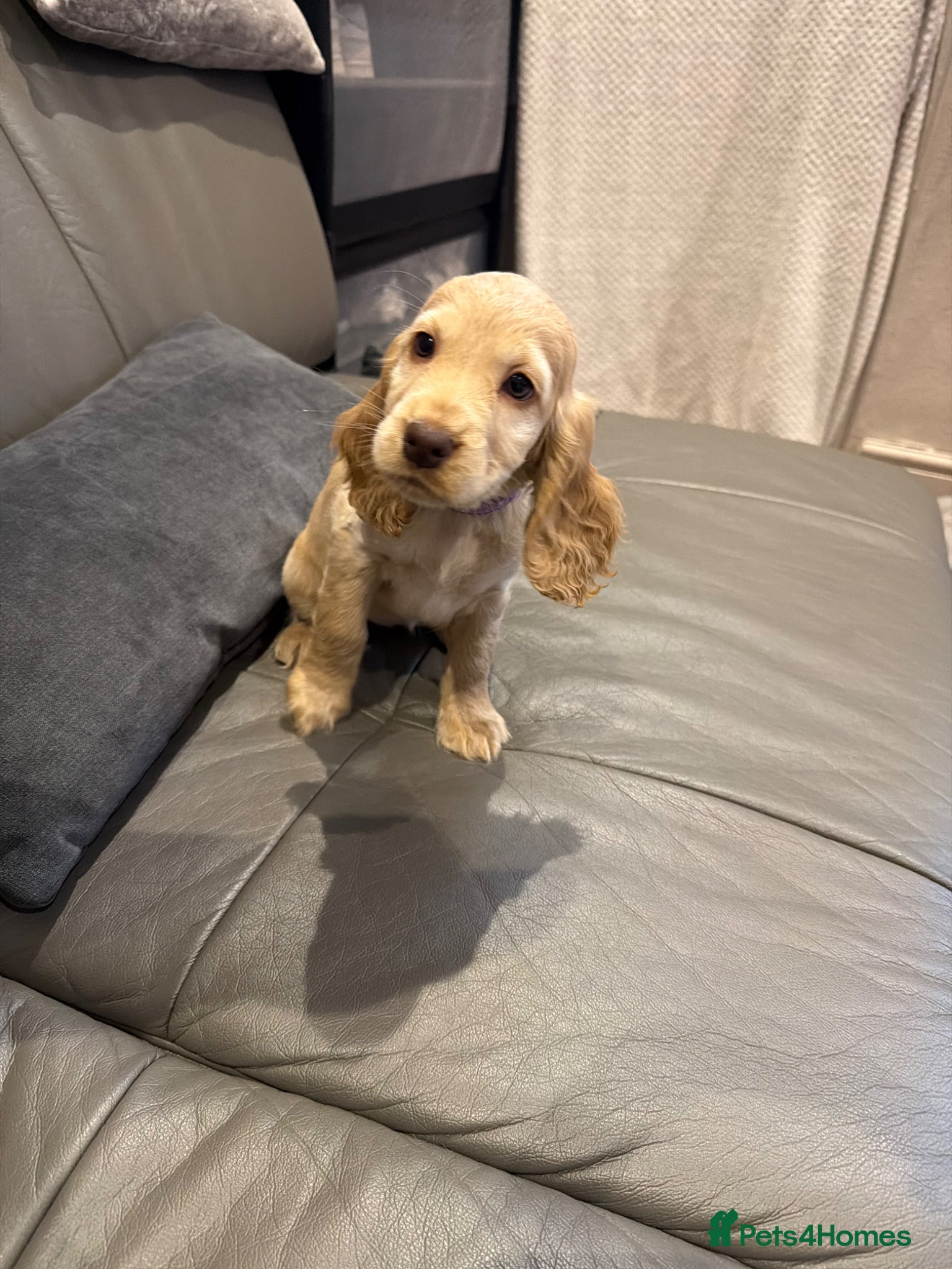 Cocker Spaniel dogs Cocker spaniel boy  - Advert 1