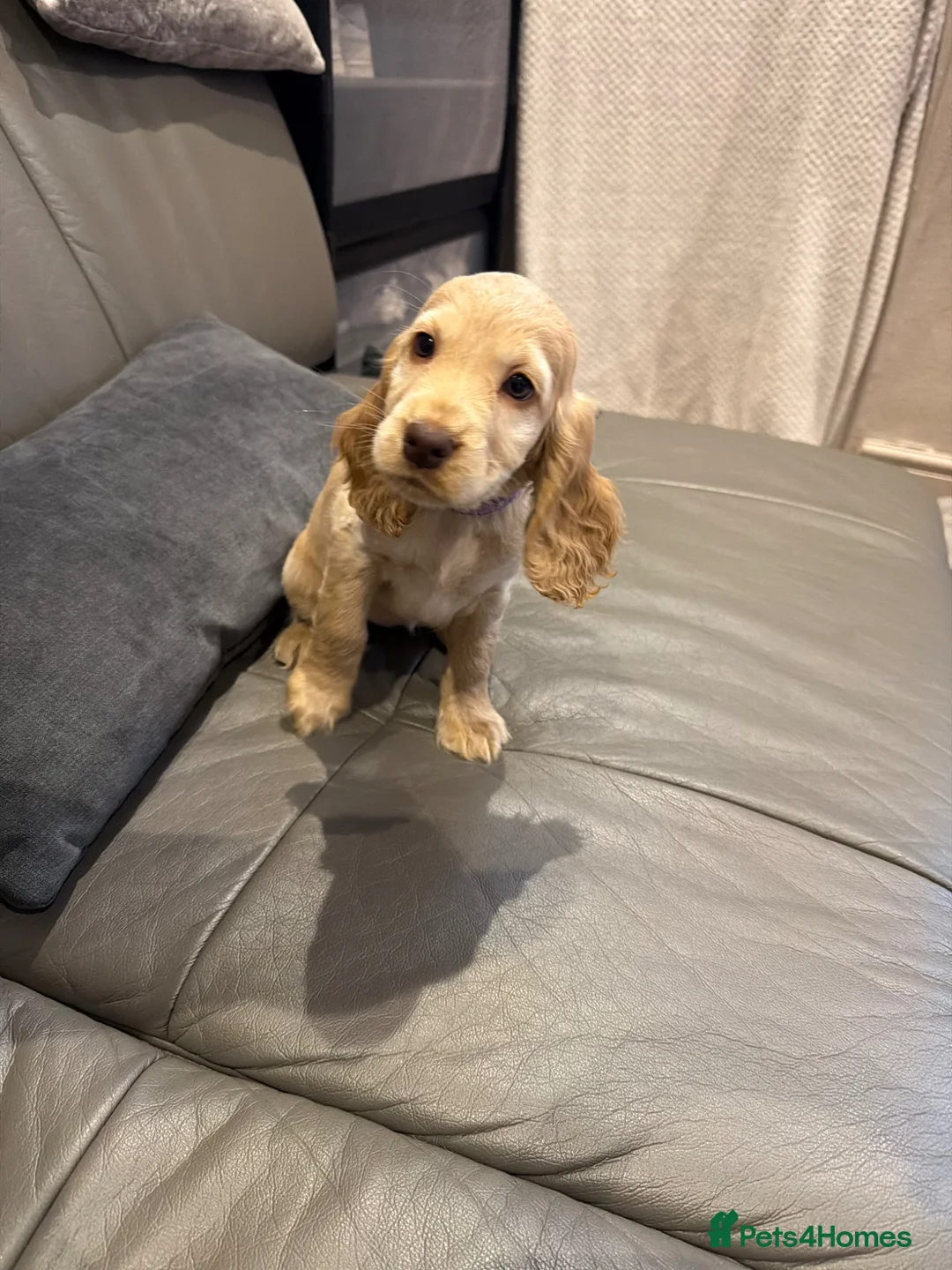 Cocker Spaniel dogs for sale: Cocker spaniel boy  - Advert 1