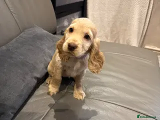 Cocker Spaniel dogs Cocker spaniel boy - Advert 1