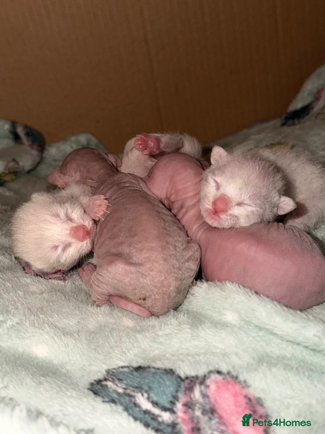 Mixed Breed cats for sale: Stunning Sphynx x ragdoll  - Advert 1