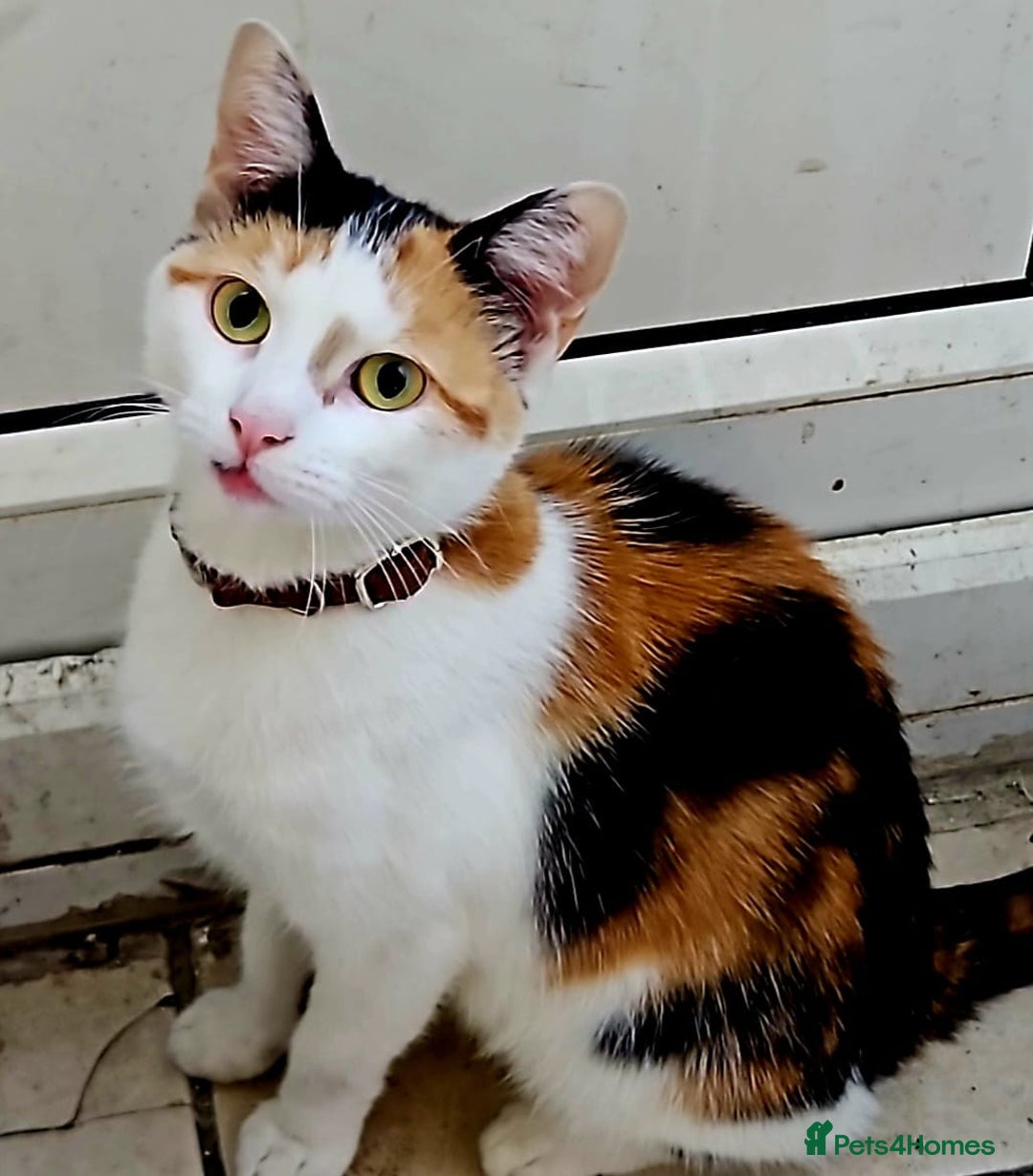 Domestic Shorthair cats for sale: Pets are ready for new home.  - Image 5