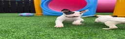 English Bull Terrier dogs for sale: Stunning English bull terrier puppies for sale  - Advert 7