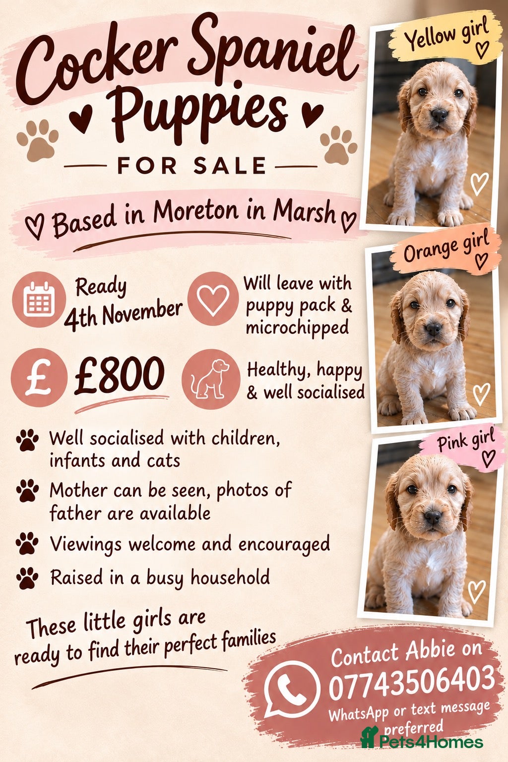 Cocker Spaniel dogs 3 beautiful cocker spaniel girls 💛🩷🧡 - Advert 10