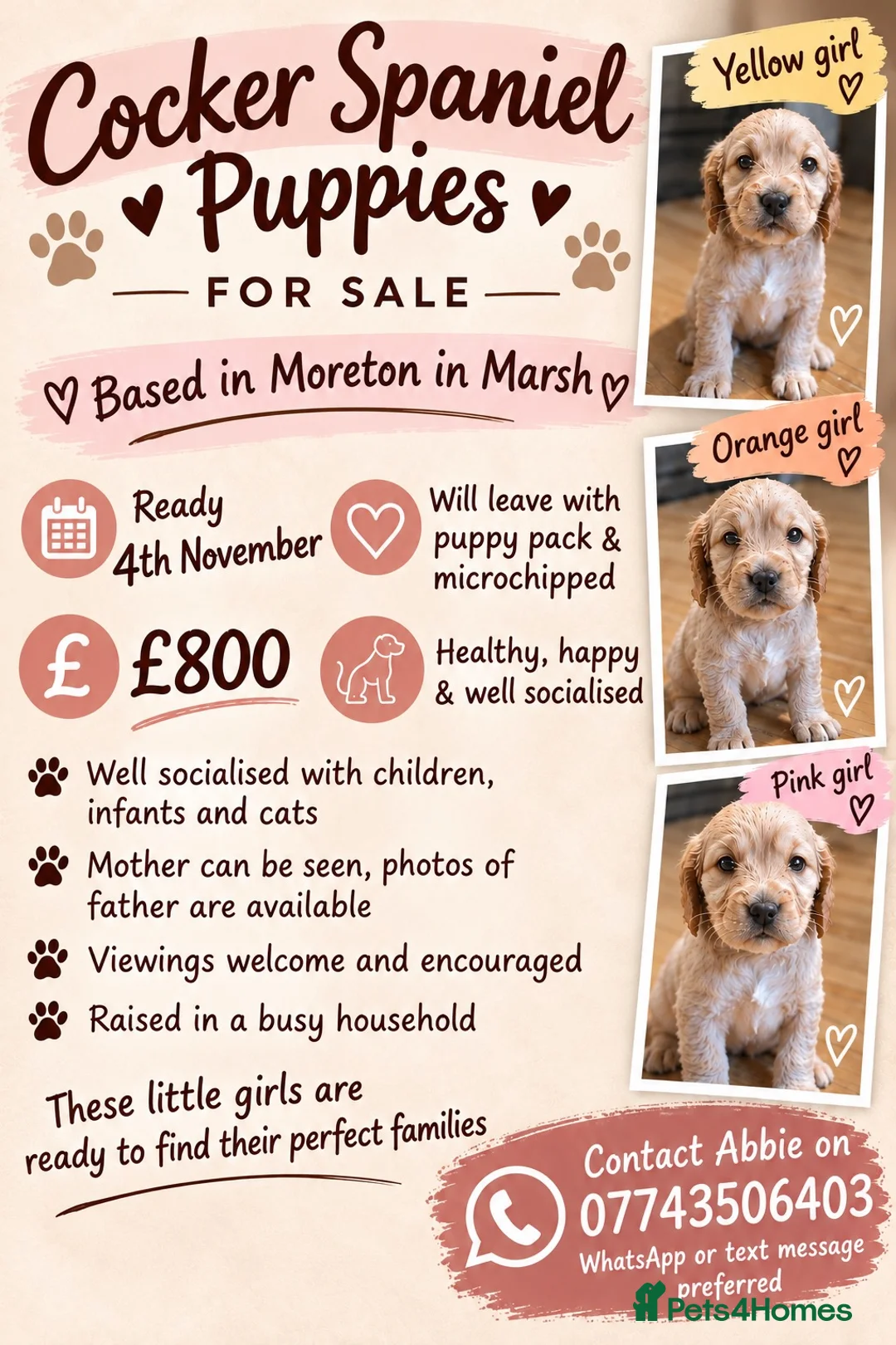 Cocker Spaniel dogs for sale: 3 beautiful cocker spaniel girls 💛🩷🧡 in Moreton-in-Marsh - Advert 1