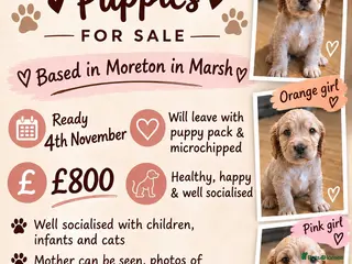 Cocker Spaniel dogs 3 beautiful cocker spaniel girls 💛🩷🧡 - Advert 2