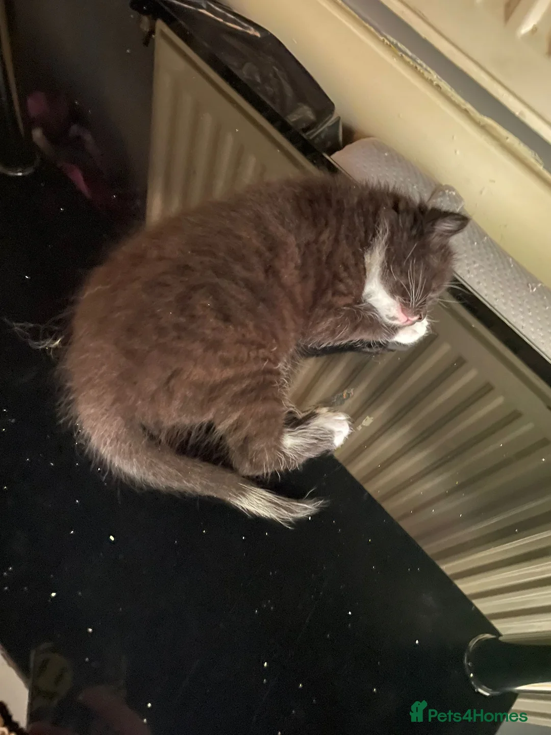 Mixed Breed cats for sale: 2 males mixed breed - Advert 4