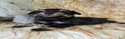 Miniature Schnauzer dogs for sale: Georgous Black &Silver Boy - Advert 10