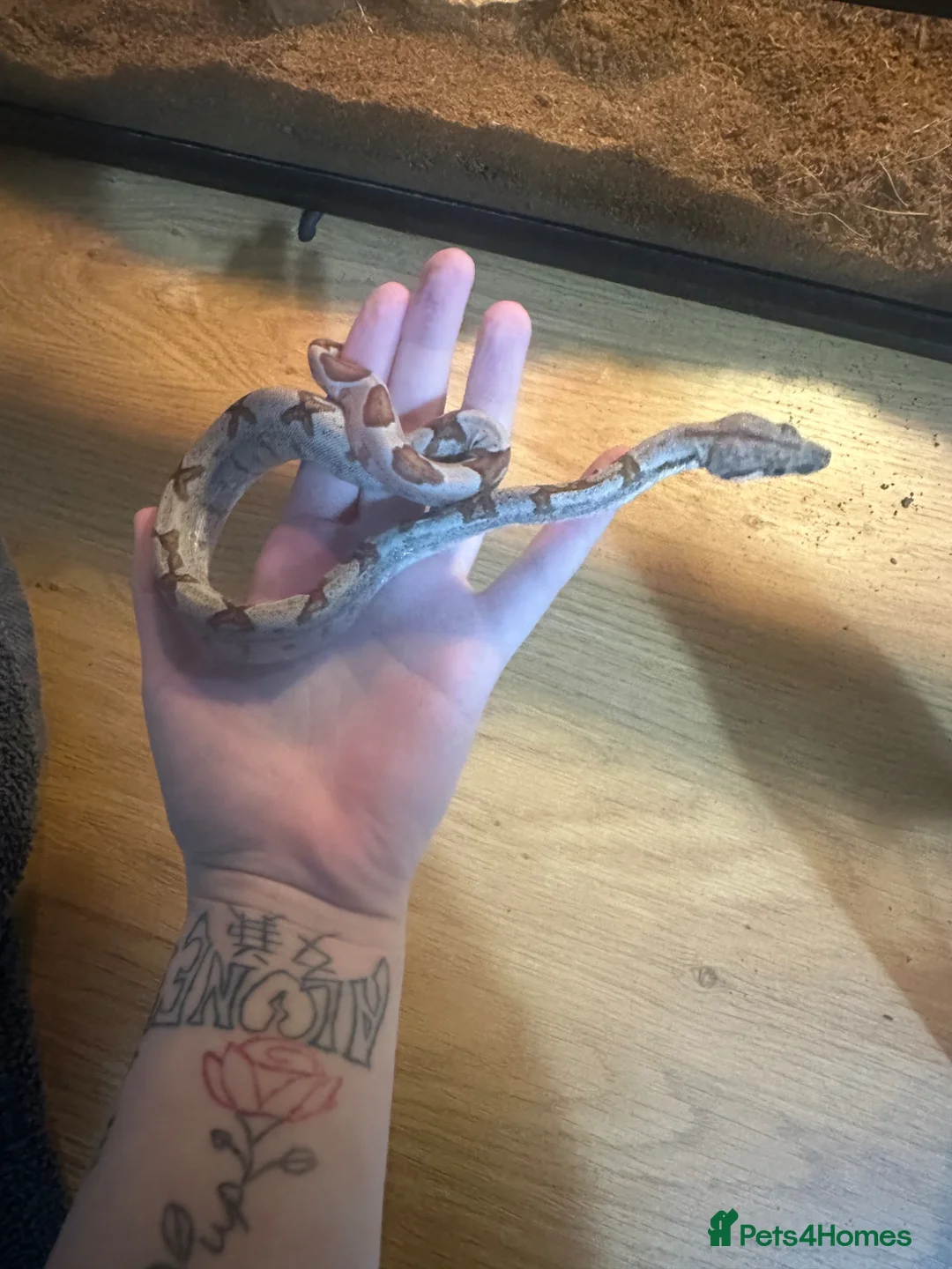 Boa Snake reptiles for sale: Various types of snakes  - Advert 2