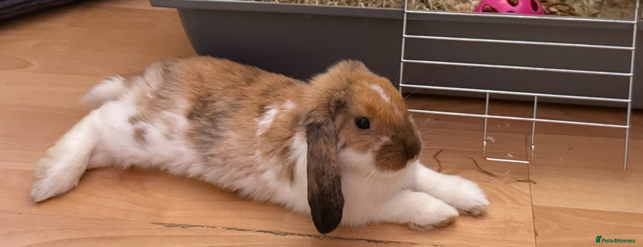 English Lop rabbits Looking for a loving home  - Advert 1