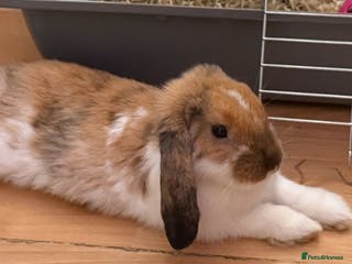English Lop rabbits Looking for a loving home - Advert 9