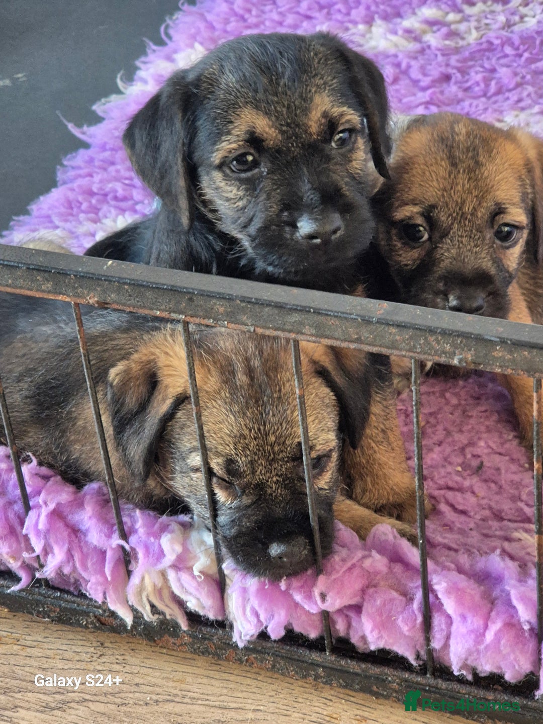 Border Terrier dogs for sale: Stunning border terrier puppys - Image 3