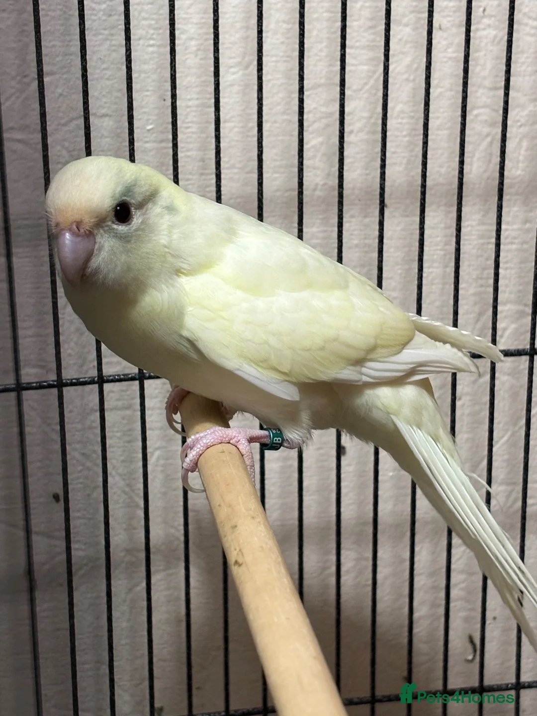 Parakeets birds for sale: Kakarikis  - Advert 2