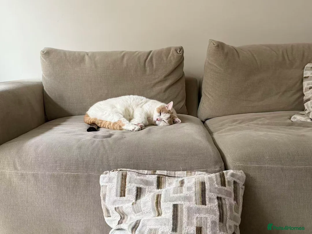 British Shorthair cats for sale: Stunning BSH Wanzi Needs Loving Forever Home - Advert 6