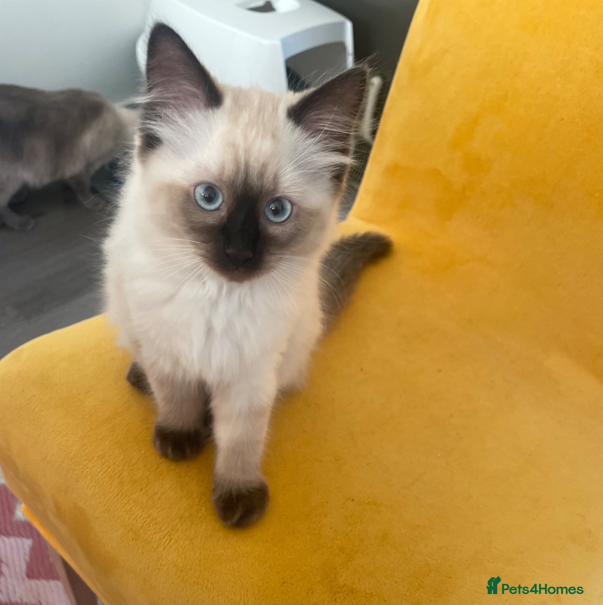 Ragdoll cats Last Gorgeous Ragdoll Girl Kitten Available 🐾✨ - Advert 17
