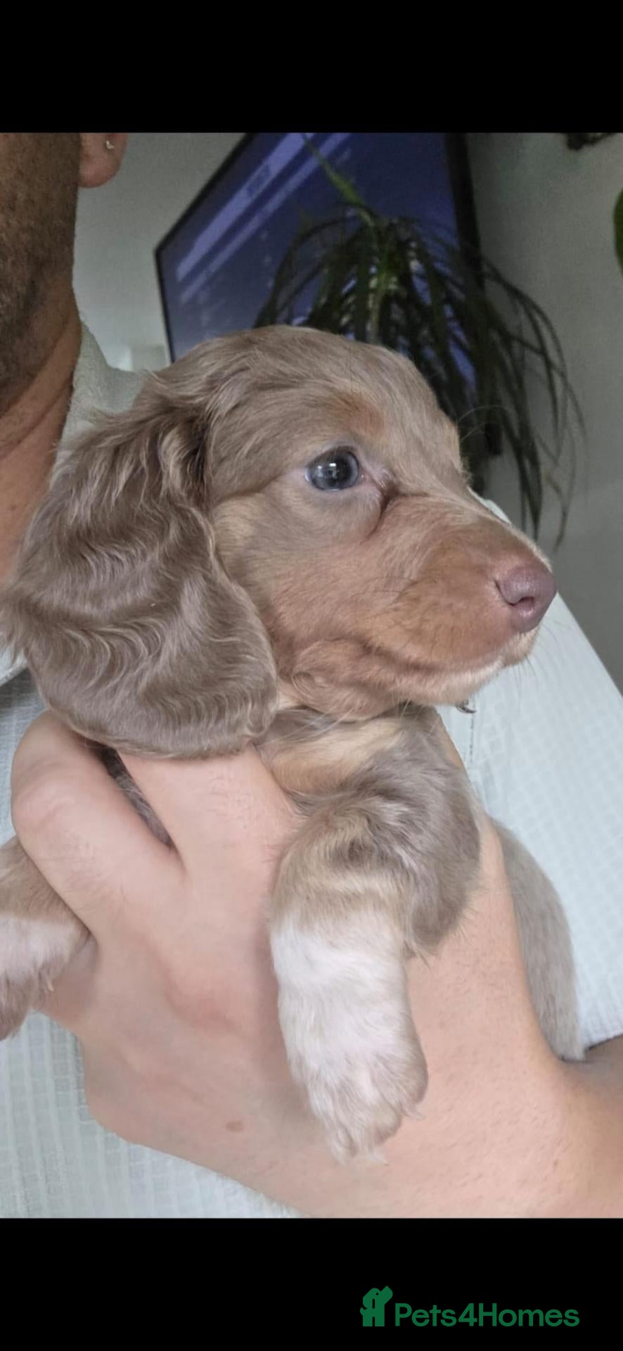 Miniature Dachshund dogs Ready to leave Miniature Longhaired Dachshunds  - Advert 8