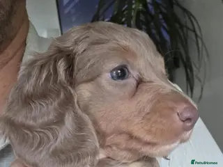 Miniature Dachshund dogs Ready to leave Miniature Longhaired Dachshunds - Advert 4