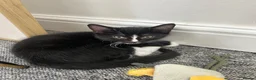 Turkish Van cats for sale: Beautiful Turkish van kittens for sale.  - Advert 6