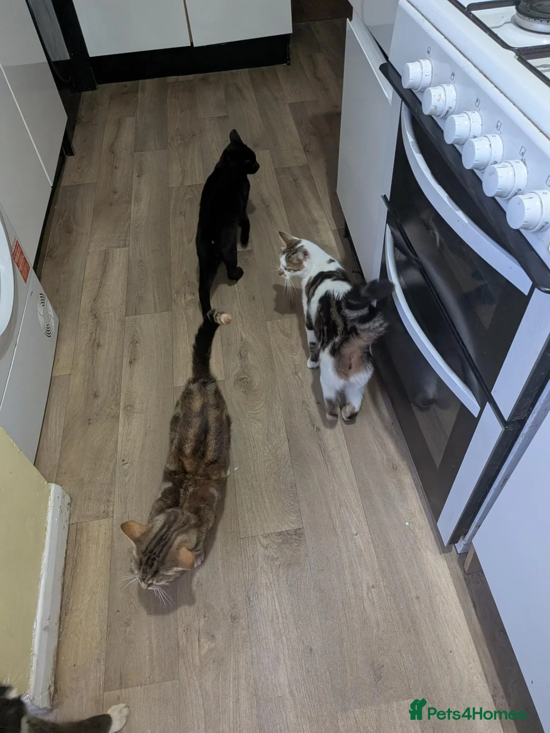 Mixed Breed cats for sale: One black kitten for sale  - Advert 2