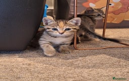 Mixed Breed cats for sale: Kittens  - Image 6