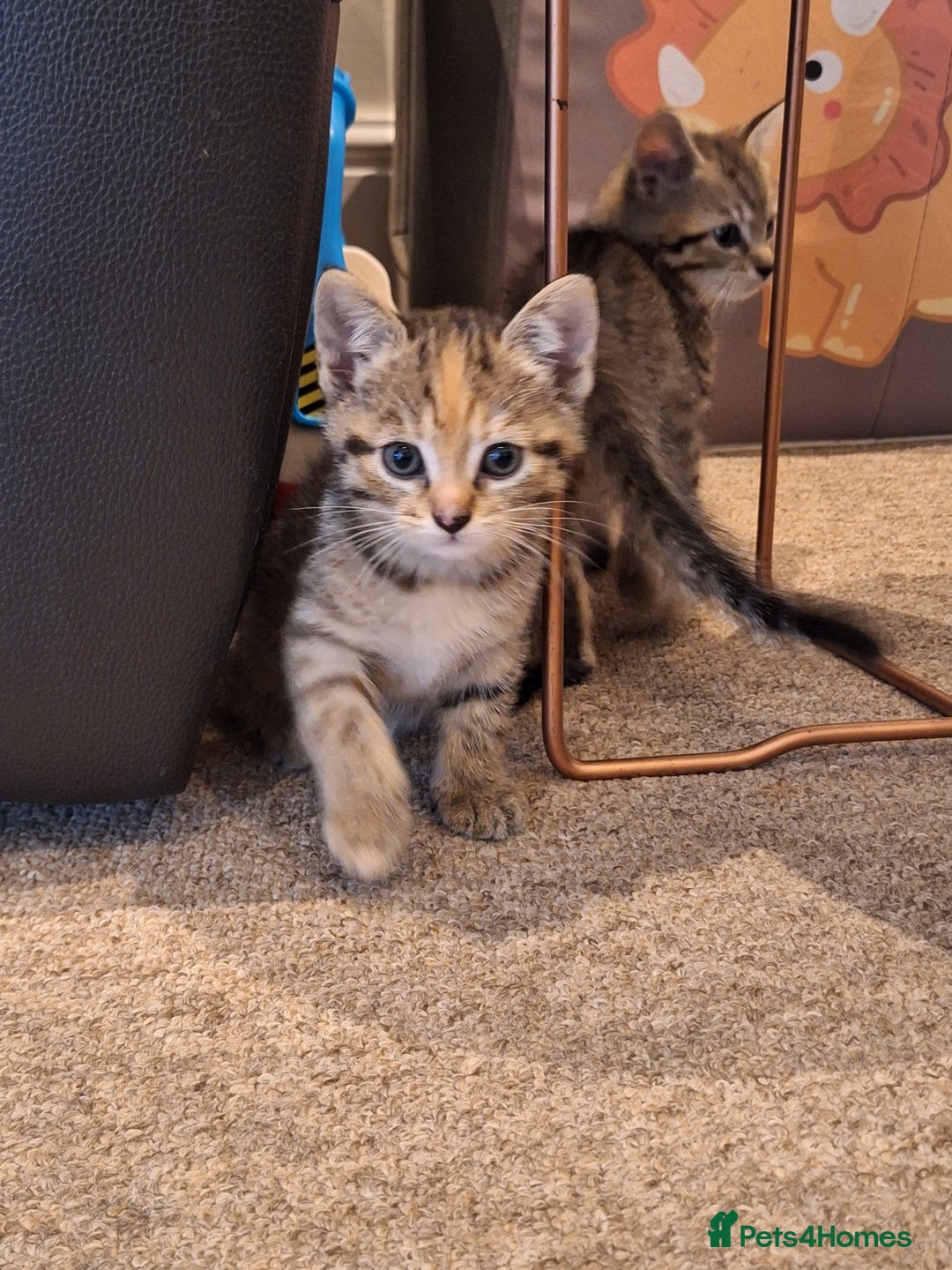 Mixed Breed cats for sale: Kittens  - Image 6