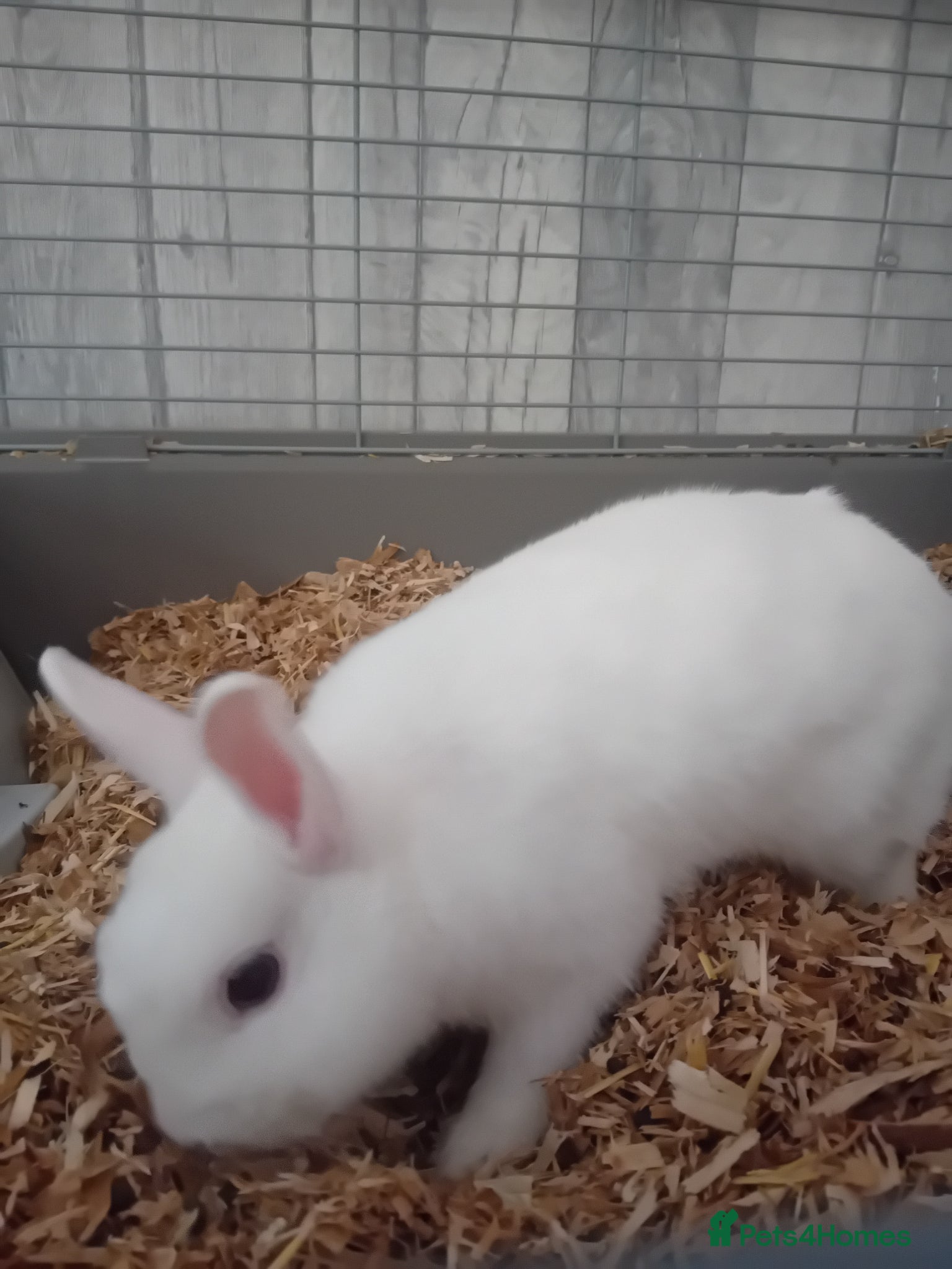 Netherland Dwarf rabbits White female Netherlands Dwarf Rabbit - Advert 3