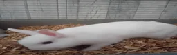 Netherland Dwarf rabbits for sale: White female Netherlands Dwarf Rabbit - Advert 1