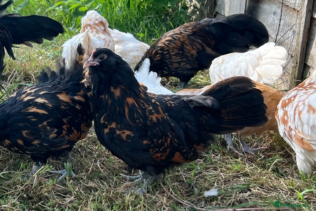 Chickens poultry for sale: Rare Breed Thuringian Chamois & Black Chickens  - Image 2