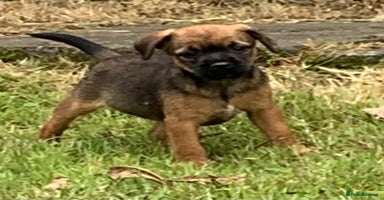 Border Terrier dogs - Advert 8
