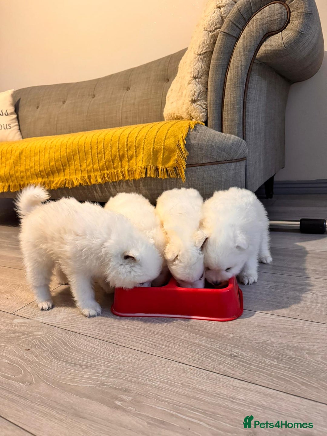Samoyed dogs for sale: Lovely 4 GIRLS Samoyed puppy - Advert 9