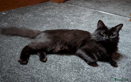 Ragdoll cats for stud: Ragdoll girl looking for a boyfriend/stud - Advert 4