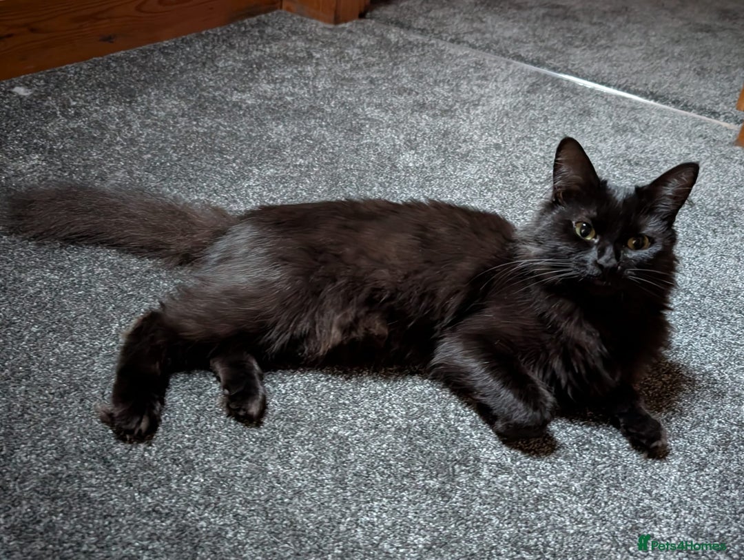 Ragdoll cats for stud: Ragdoll girl looking for a boyfriend/stud - Advert 4