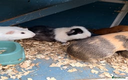 Guinea Pig rodents for sale: Guinea pigs  - Image 5