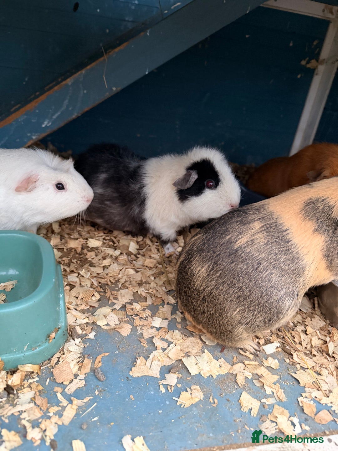 Guinea Pig rodents for sale: Guinea pigs  - Image 5