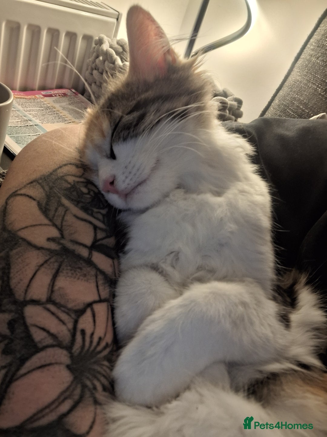 Mixed Breed cats for sale: Beautiful long haired Calico girl - Advert 8