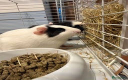 Guinea Pig rodents for sale: 2 Male Guinea Pigs - Image 4