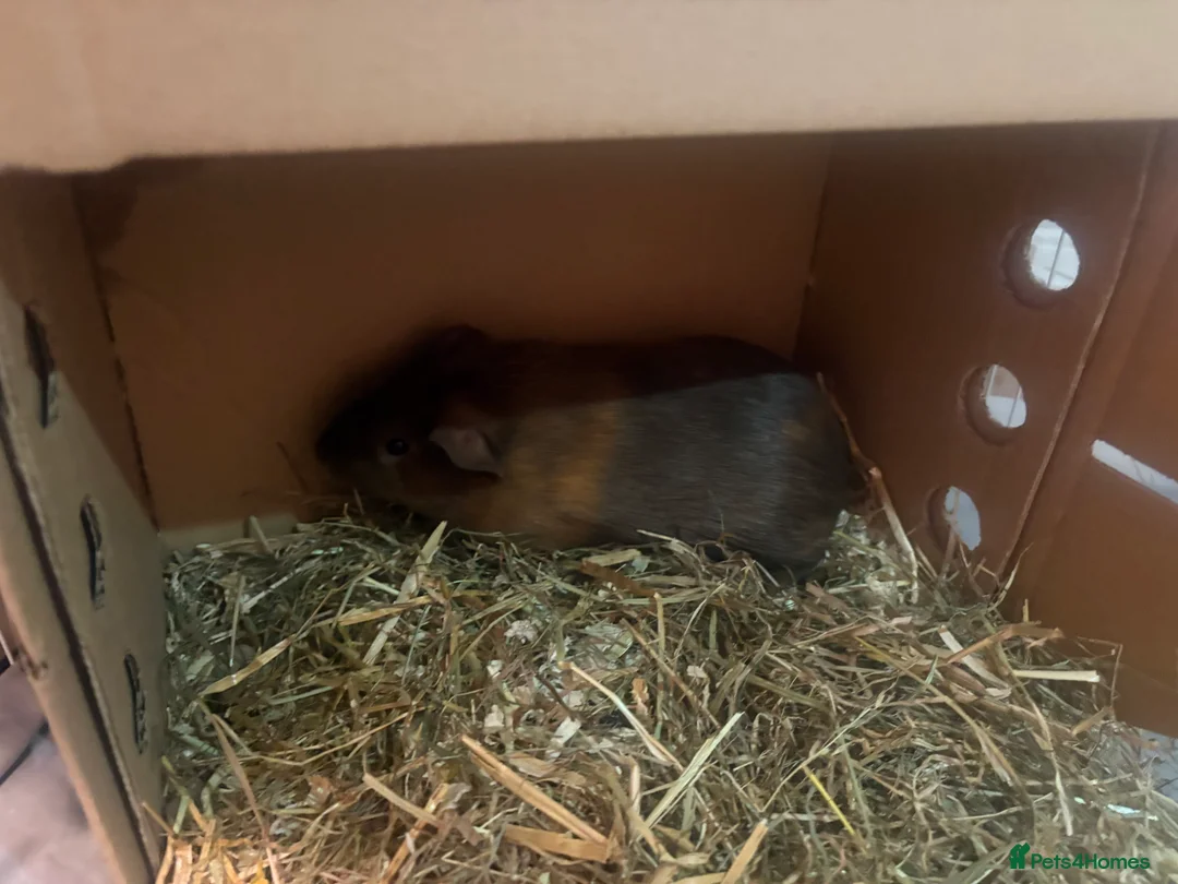 Guinea Pig rodents for sale: Two female guinea pigs  in Alton - Advert 2
