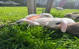 French Lop rabbits for sale: Beautiful Lop bunnies  - Image 8