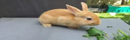 Lionhead rabbits for sale: Lion head  (Double maned) - Advert 6