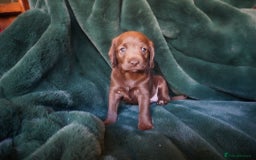 Mixed Breed dogs for sale: Schnockerpoo puppies - Advert 2