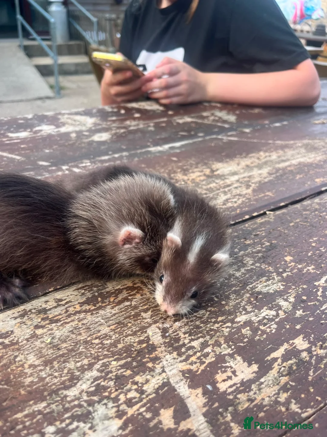 Ferret rodents for sale: 8 Beautiful Angora Cross Baby Polecats - Advert 5