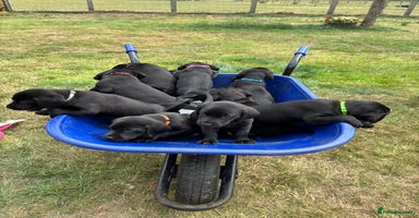 Labrador Retriever dogs - Advert 6