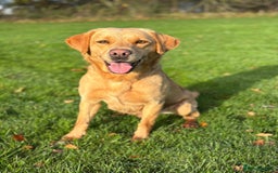 Labrador Retriever dogs for sale: Brockwell Gundogs  - Image 14