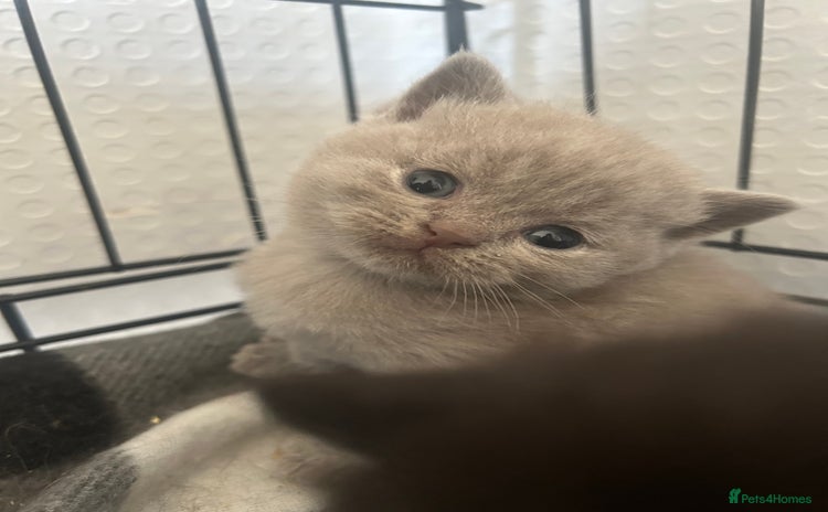 British Shorthair cats - Advert 1