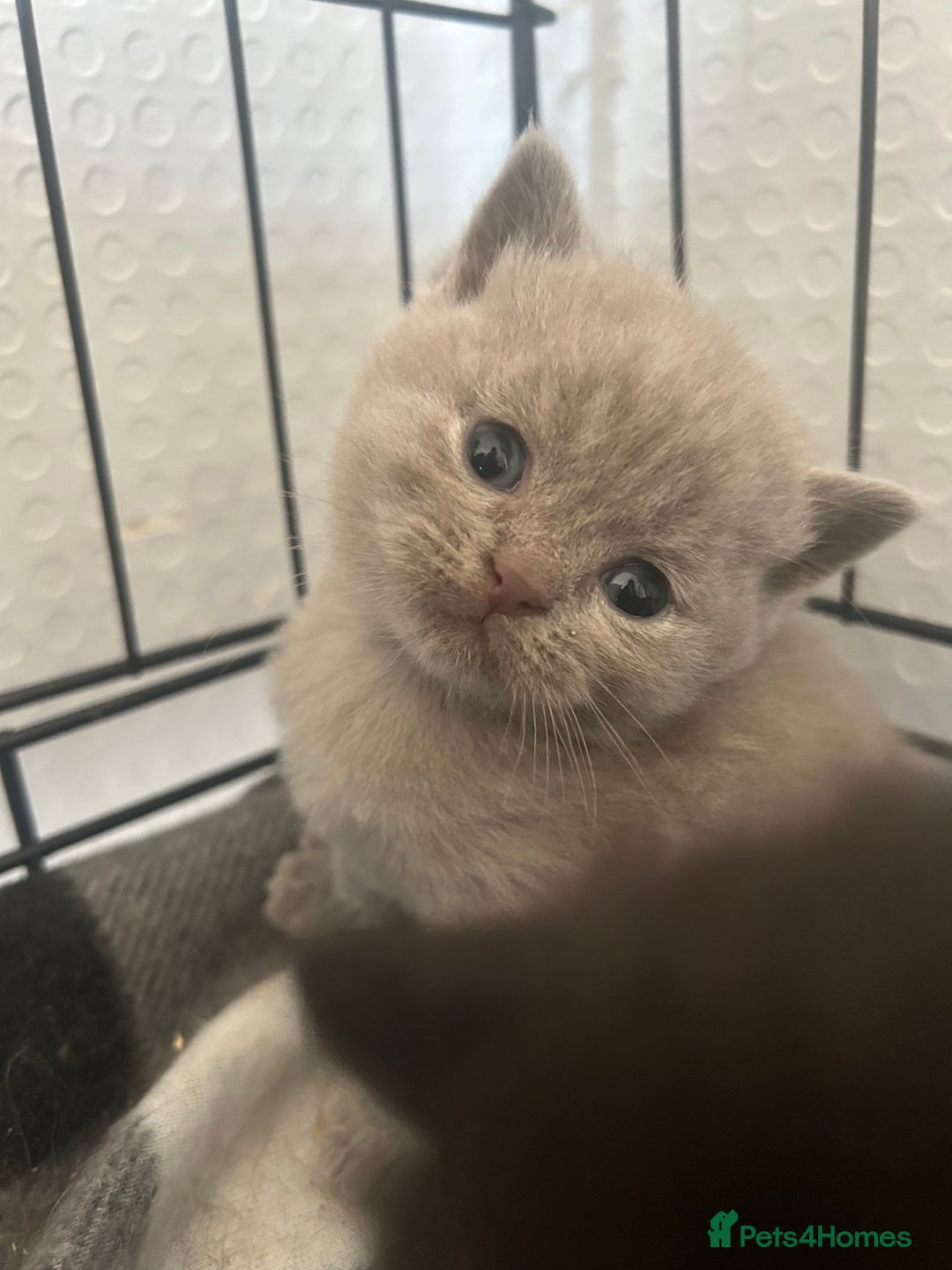 British Shorthair cats for sale: British short haired kittens ❤️ - Image 1