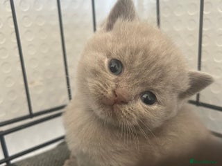 British Shorthair cats - Advert 27