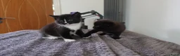 Domestic Shorthair cats for sale: Two 4 week old kittens with mother - Advert 7
